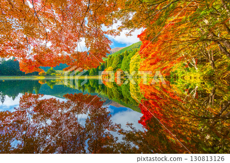 Autumn leaves and swans at Lake Inaga [Minami-Alps City, Yamanashi Prefecture] 130813126