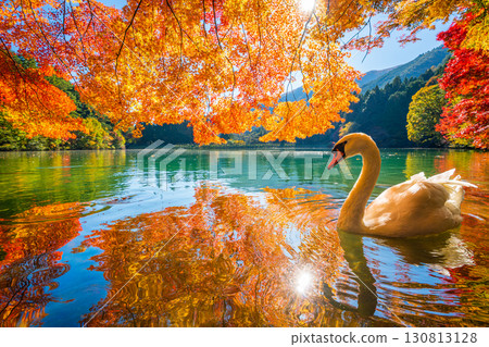 Autumn leaves and swans at Lake Inaga [Minami-Alps City, Yamanashi Prefecture] 130813128