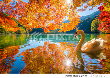 Autumn leaves and swans at Lake Inaga [Minami-Alps City, Yamanashi Prefecture] 130813129