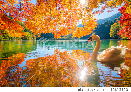 稻長湖的紅葉和天鵝【山梨縣南阿爾卑斯市】 130813130