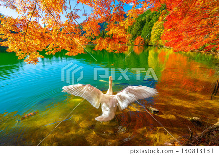 Autumn leaves and swans at Lake Inaga [Minami-Alps City, Yamanashi Prefecture] 130813131
