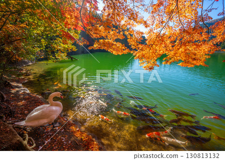 Autumn leaves and swans at Lake Inaga [Minami-Alps City, Yamanashi Prefecture] 130813132