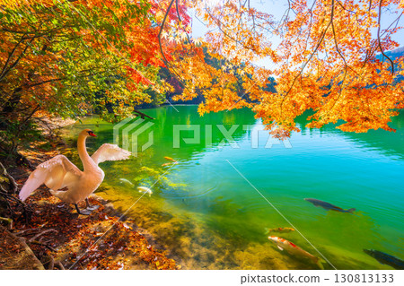 Autumn leaves and swans at Lake Inaga [Minami-Alps City, Yamanashi Prefecture] 130813133