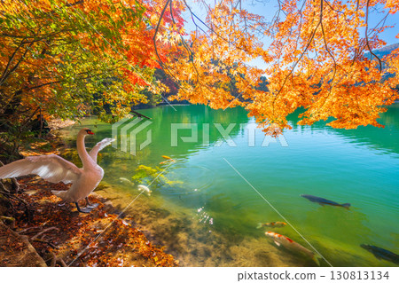 Autumn leaves and swans at Lake Inaga [Minami-Alps City, Yamanashi Prefecture] 130813134