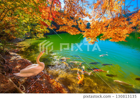 Autumn leaves and swans at Lake Inaga [Minami-Alps City, Yamanashi Prefecture] 130813135