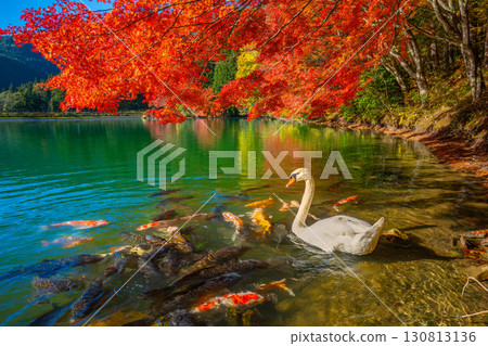 Autumn leaves and swans at Lake Inaga [Minami-Alps City, Yamanashi Prefecture] 130813136