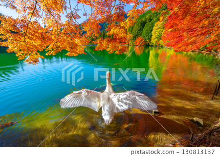 Autumn leaves and swans at Lake Inaga [Minami-Alps City, Yamanashi Prefecture] 130813137