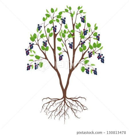 Irga bush with berries and roots on a white background. 130813478
