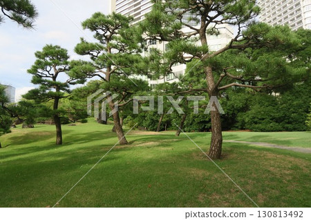Former Shiba Rikyu Gardens with pine trees 130813492