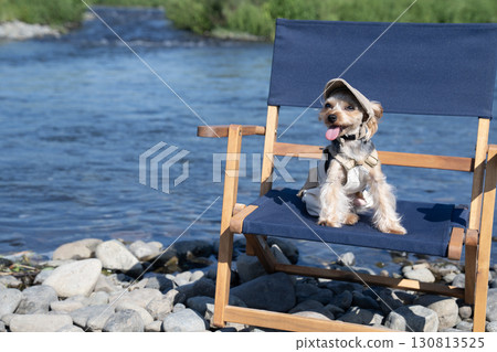 約克夏犬坐在河邊的椅子上 130813525