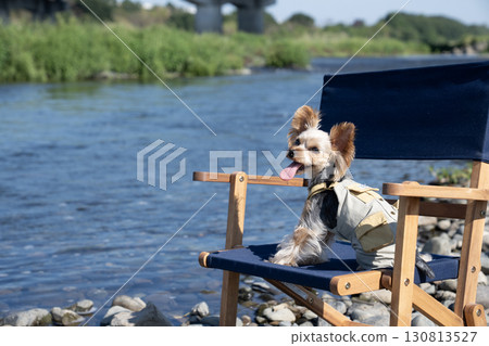 約克夏犬坐在河邊的椅子上 130813527