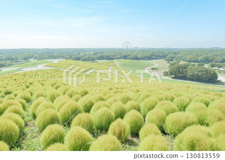 日立海濱公園的藜蘆花在晴朗的秋天開始變色 130813559