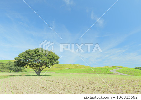 日立海濱公園的藜蘆花在晴朗的秋天開始變色 130813562