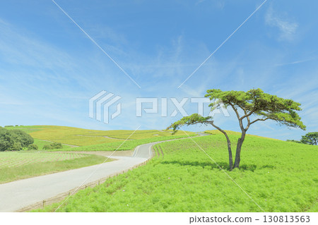 日立海濱公園的藜蘆花在晴朗的秋天開始變色 日立海濱公園的藜蘆花在晴朗的秋天開始變色 130813563