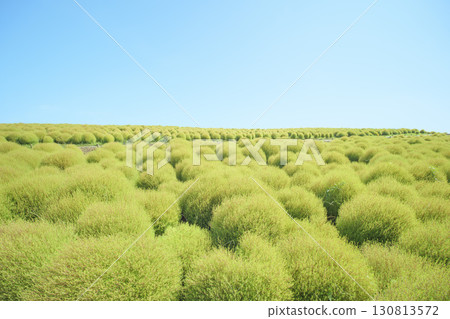 日立海濱公園的藜蘆花在晴朗的秋天開始變色 130813572