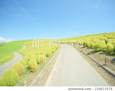 日立海濱公園的藜蘆花在晴朗的秋天開始變色 130813578