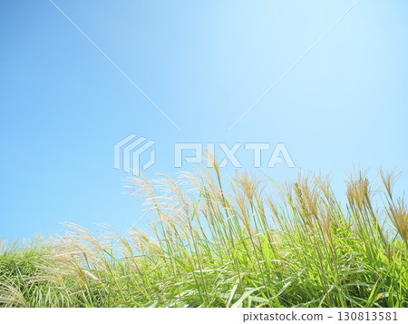 Hitachi Seaside Park on a clear autumn day: blue skies and silver grass 130813581