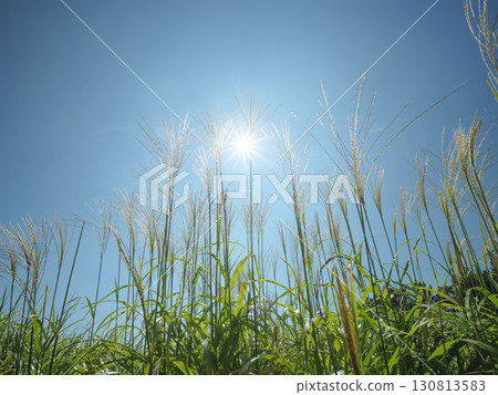 Hitachi Seaside Park on a clear autumn day: blue skies and silver grass 130813583