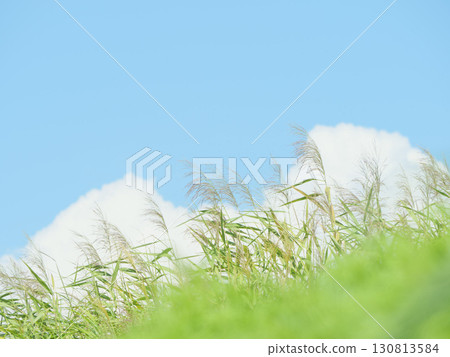 Hitachi Seaside Park on a clear autumn day: blue skies and silver grass Hitachi Seaside Park on a clear autumn day: blue skies and silver grass 130813584