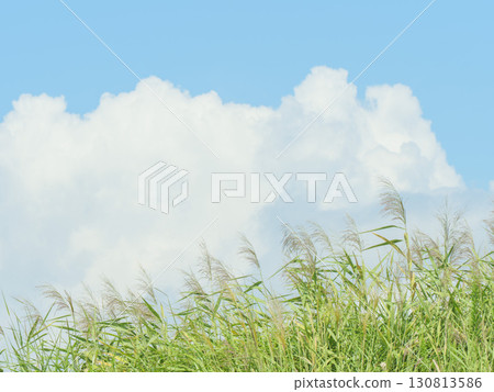 秋高氣爽的日立海濱公園：藍天白雲、紫芒盛開 130813586