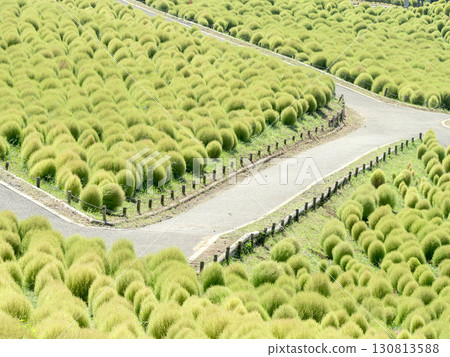 日立海濱公園的藜蘆花在晴朗的秋天開始變色 日立海濱公園的藜蘆花在晴朗的秋天開始變色 130813588