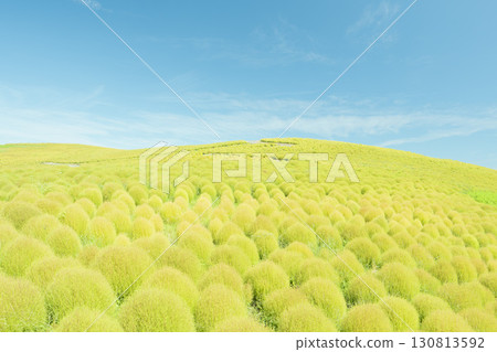 日立海濱公園的藜蘆花在晴朗的秋天開始變色 日立海濱公園的藜蘆花在晴朗的秋天開始變色 130813592