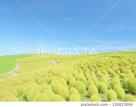 日立海濱公園的藜蘆花在晴朗的秋天開始變色 130813606