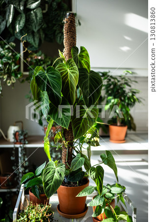 Philodendron plant support homemade sphagnum moss pole and plastic fine-mesh garden netting at home 130813860