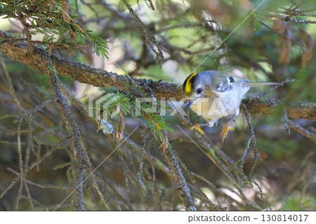 A goldcrest perched on a pine branch 130814017