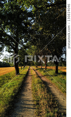 Dirt road leading into the distance between trees in czechia Trail of the Knight 130814046