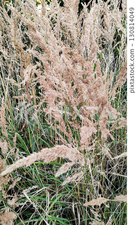 Common reed phragmites australis growing in the wild nature of czechia Trail of the Knight Common reed phragmites australis growing in the wild nature of czechia Trail of the Knight 130814049