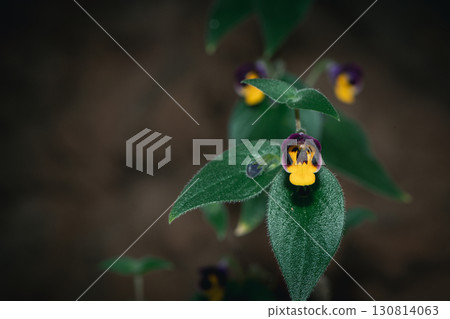 Microchirita Simia or Yad Vanorn Pak or Monkey faced flower. whose purple and yellow flowers resemble a monkey face. 130814063