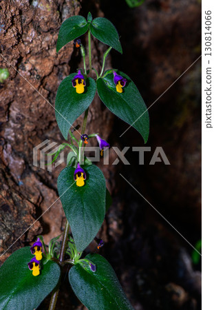 Microchirita Simia or Yad Vanorn Pak or Monkey face dewdrop or Monkey faced flower. 130814066