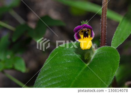 Microchirita Simia or Yad Vanorn Pak or Monkey face dewdrop or Monkey-faced flower. Microchirita Simia or Yad Vanorn Pak or Monkey face dewdrop or Monkey-faced flower. 130814078