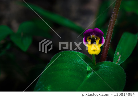 Microchirita Simia or Yad Vanorn Pak or Monkey face dewdrop or Monkey-faced flower. 130814094