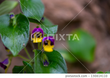 Microchirita Simia or Yad Vanorn Pak or Monkey face dewdrop or Monkey faced flower. 130814110