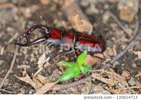 看到牙刷 130814713