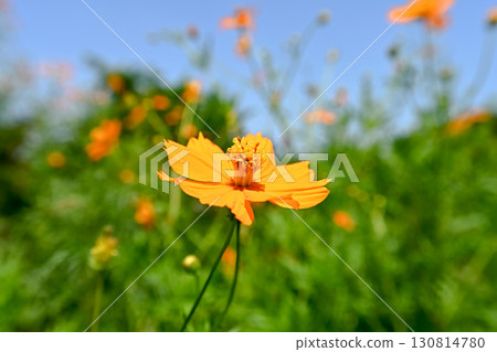 Landscape with Kibana cosmos 130814780