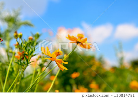 Landscape with Kibana cosmos 130814781