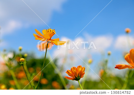 Landscape with Kibana cosmos 130814782