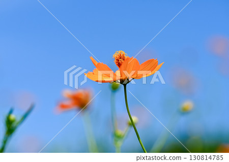 Kibana 宇宙景觀 130814785