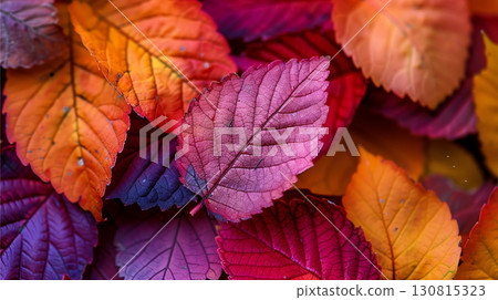 Colorful autumn leaves on the ground. Autumn red and yellow leaves background. 130815323