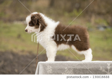 Red brown Aussie puppy standing on table. Training puppy. 130816688
