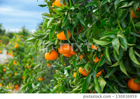 Closeup of ripe mandarins on tree 130816959