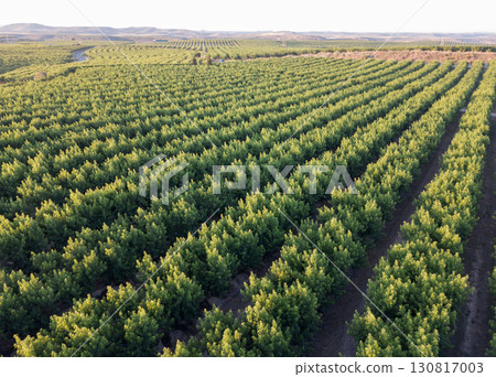 Field with peach trees Field with peach trees 130817003