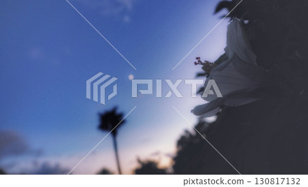 黃昏的芙蓉花 130817132