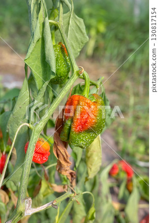 Photo of overripe pepper, selective focus. 130817154