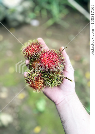 ripe fresh rambutan fruits in hand 130817163