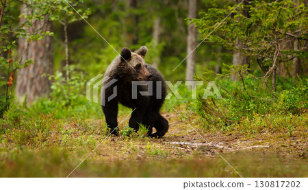 Wild young brown bear standing alert on a woodland path Wild young brown bear standing alert on a woodland path 130817202