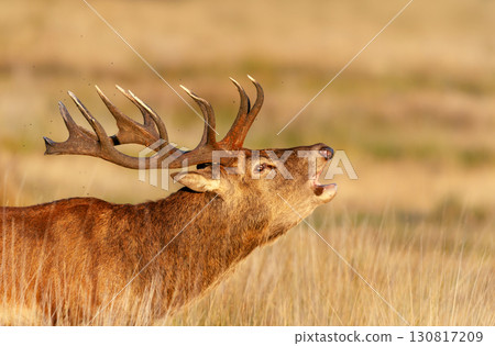 Portrait of a majestic red deer stag calling during the rut in autumn 130817209